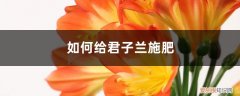 君子兰最简单施肥方法 君子兰施肥方法，用什么肥好