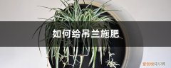 吊兰需要施什么肥 吊兰施肥方法，用什么肥好