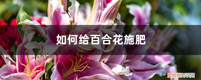 百合花施什么肥最好 百合花施肥方法，用什么肥好