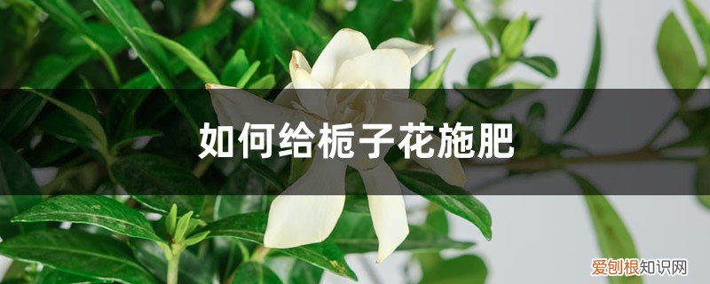 栀子花的用什么施肥 栀子花施肥方法，用什么肥好