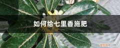 七里香适合什么土壤 七里香施肥方法，用什么肥好