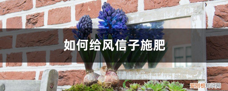 风信子可以施复合肥吗 风信子施肥方法，用什么肥好
