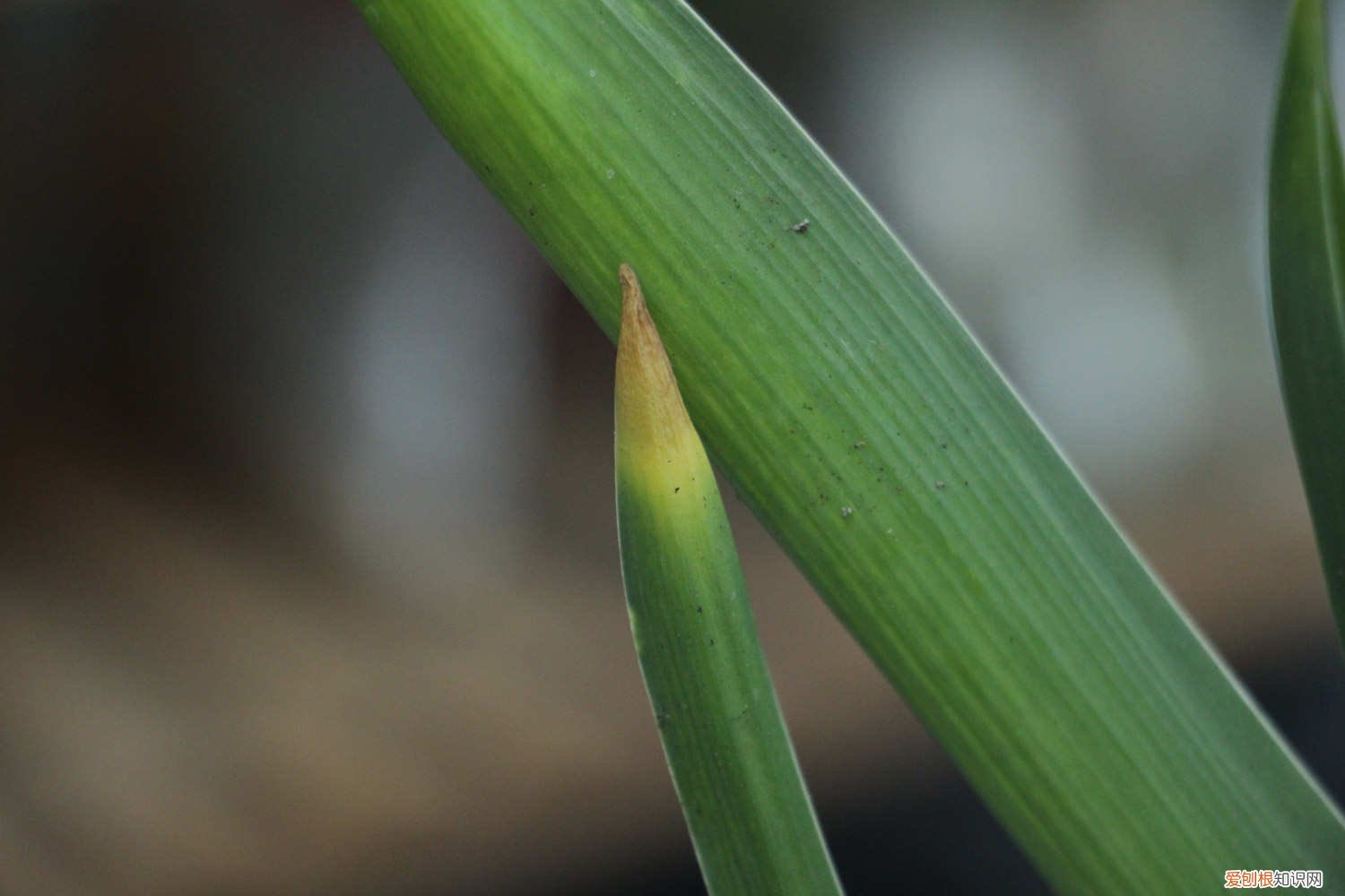 风信子可以施复合肥吗 风信子施肥方法，用什么肥好