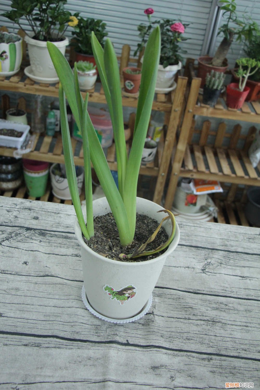 风信子可以施复合肥吗 风信子施肥方法，用什么肥好