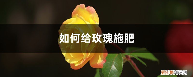 玫瑰花施什么肥 玫瑰施肥方法，用什么肥好