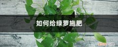 给绿萝施肥用什么好? 绿萝施肥方法，用什么肥好