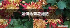 菊花用什么花肥 菊花施肥方法，用什么肥好