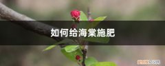 盆栽海棠怎么施肥 海棠施肥方法，用什么肥好