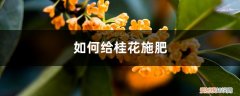 盆栽桂花施什么肥最好 桂花施肥方法，用什么肥好