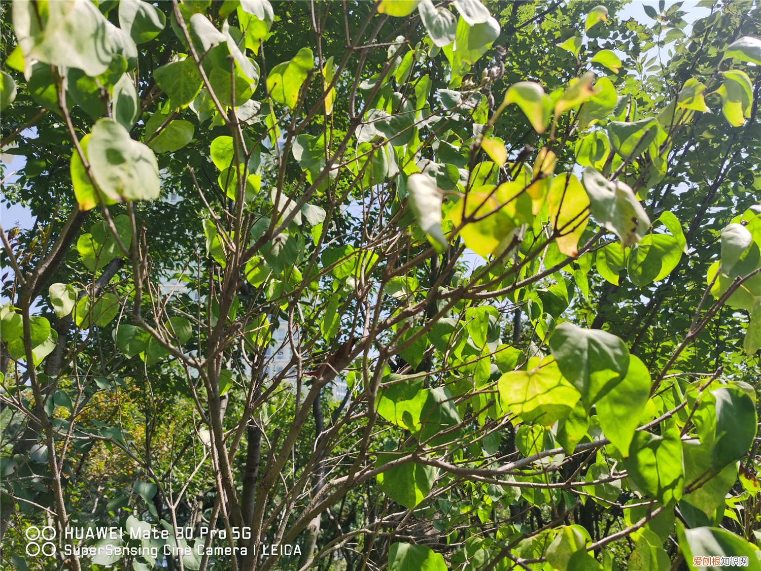 丁香花施什么肥料 丁香施肥方法，用什么肥好