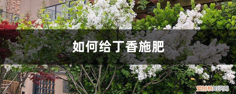 丁香花施什么肥料 丁香施肥方法，用什么肥好