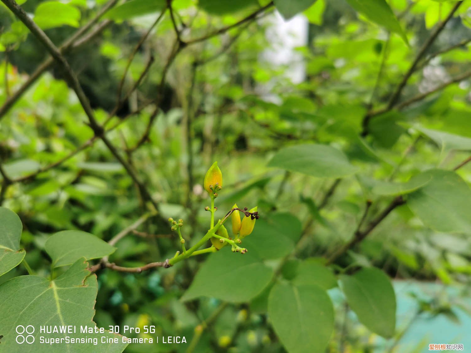 丁香花施什么肥料 丁香施肥方法，用什么肥好