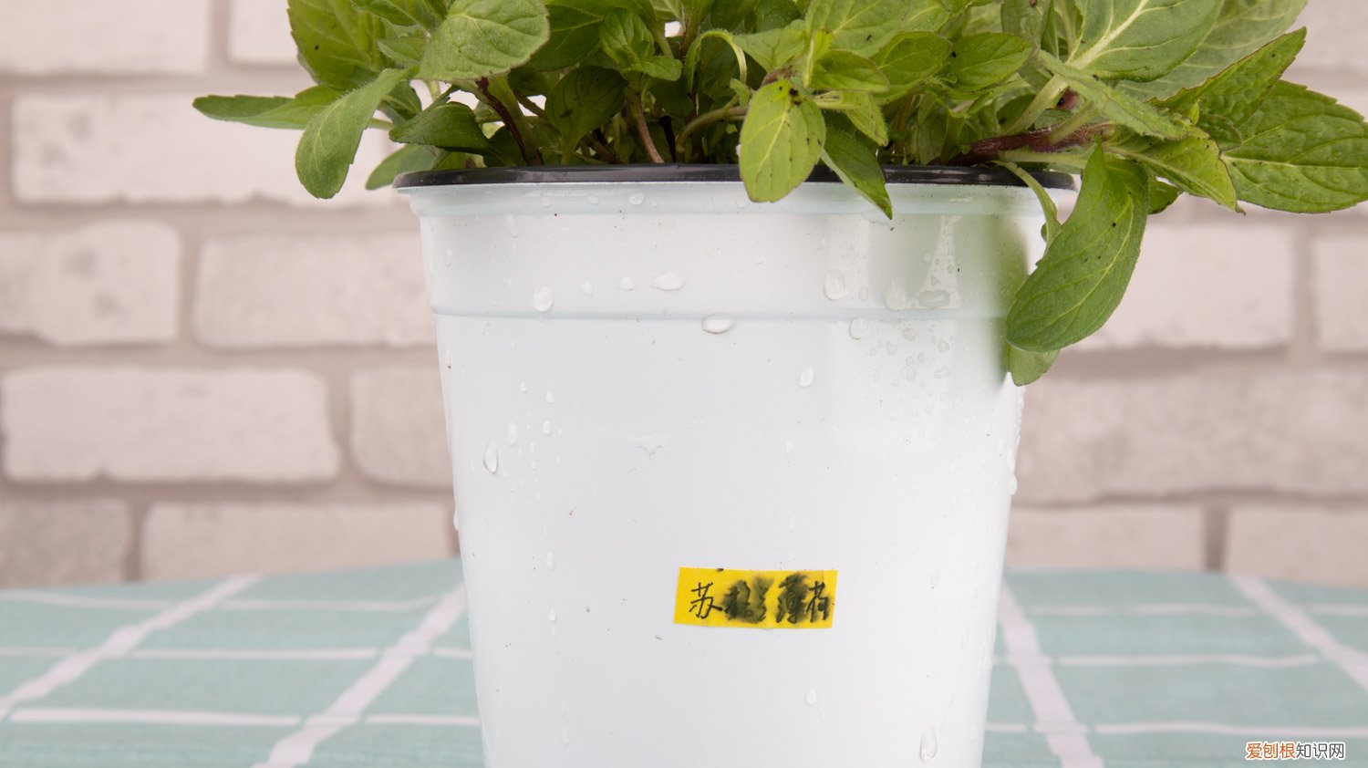 薄荷的施肥方法 薄荷施肥方法，用什么肥好