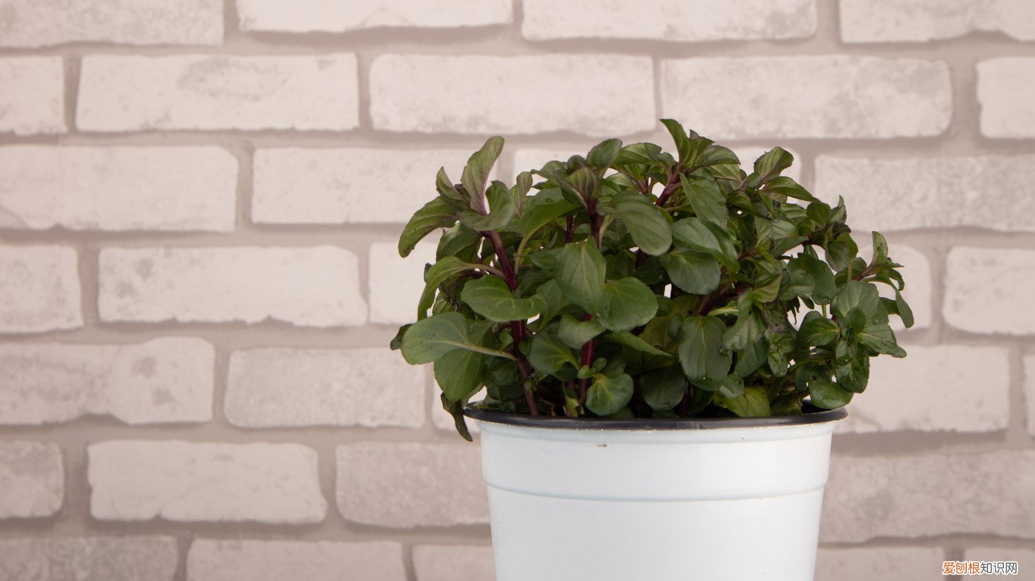 薄荷的施肥方法 薄荷施肥方法，用什么肥好