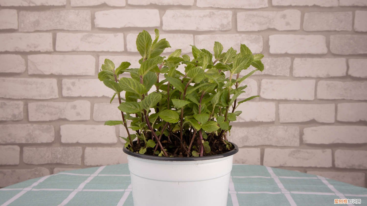 薄荷的施肥方法 薄荷施肥方法，用什么肥好