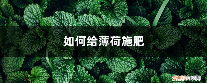薄荷的施肥方法 薄荷施肥方法，用什么肥好