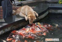 狗狗不能吃鱼吗 狗狗能吃鱼吗