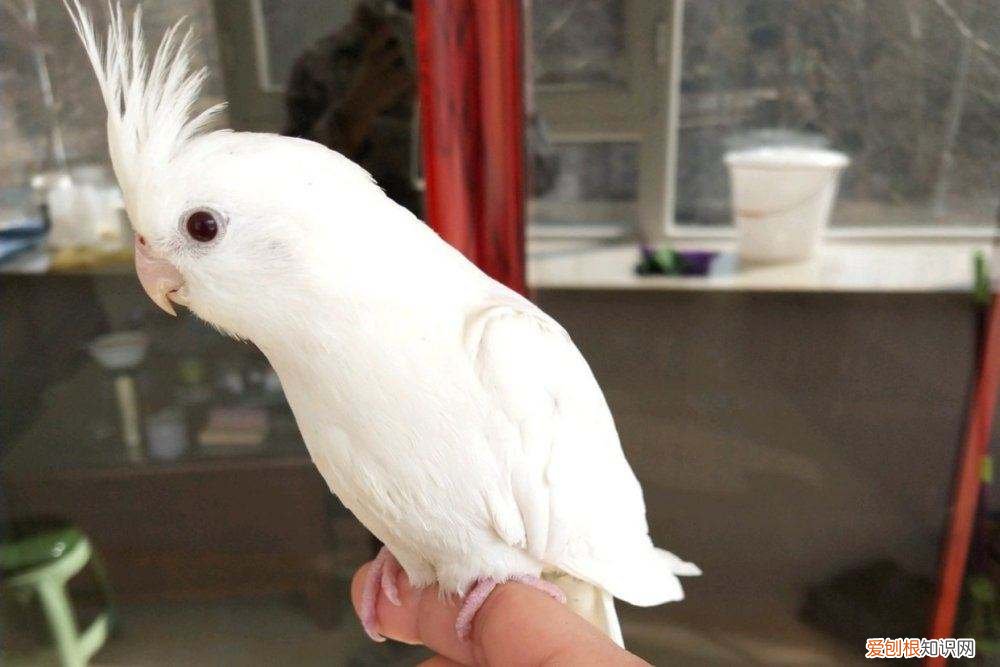 玄凤鹦鹉感冒能自愈吗，玄凤鹦鹉病了能治愈吗