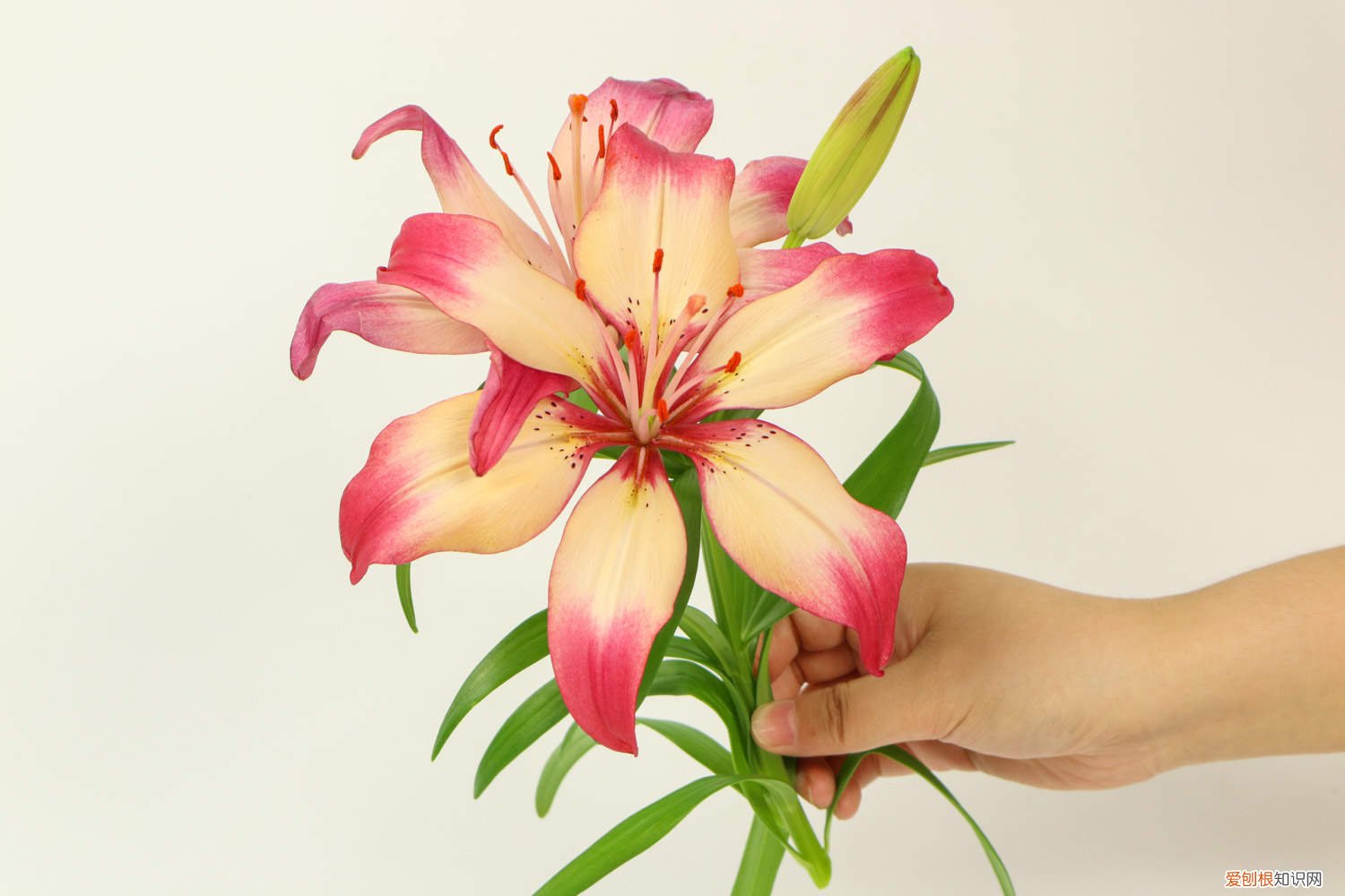 百合怎样施肥 百合施肥方法，用什么肥好