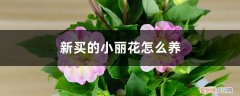 小丽花好养活吗 新买的小丽花怎么养