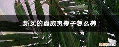 夏威夷椰子树怎么养 新买的夏威夷椰子怎么养