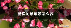 玻璃翠怎样养护 新买的玻璃翠怎么养