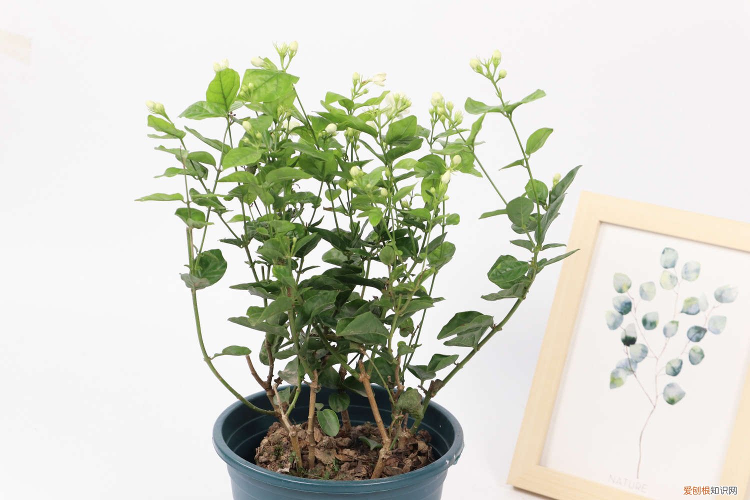 茉莉新枝怎么修剪 怎么让茉莉老枝发芽，老枝怎么修剪