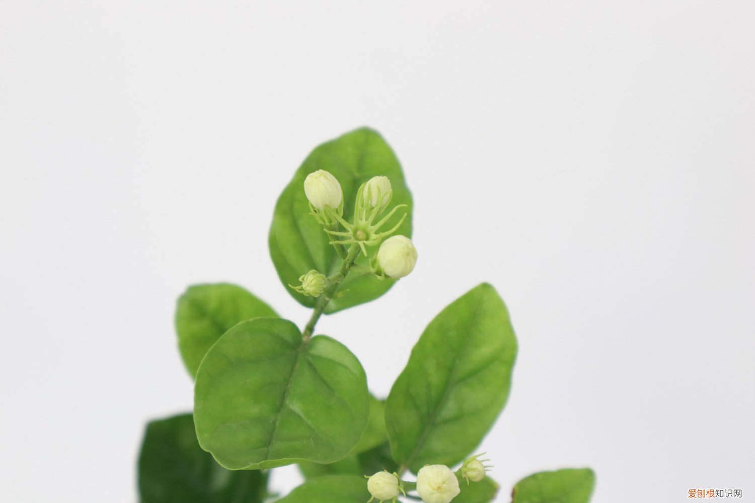 茉莉新枝怎么修剪 怎么让茉莉老枝发芽，老枝怎么修剪