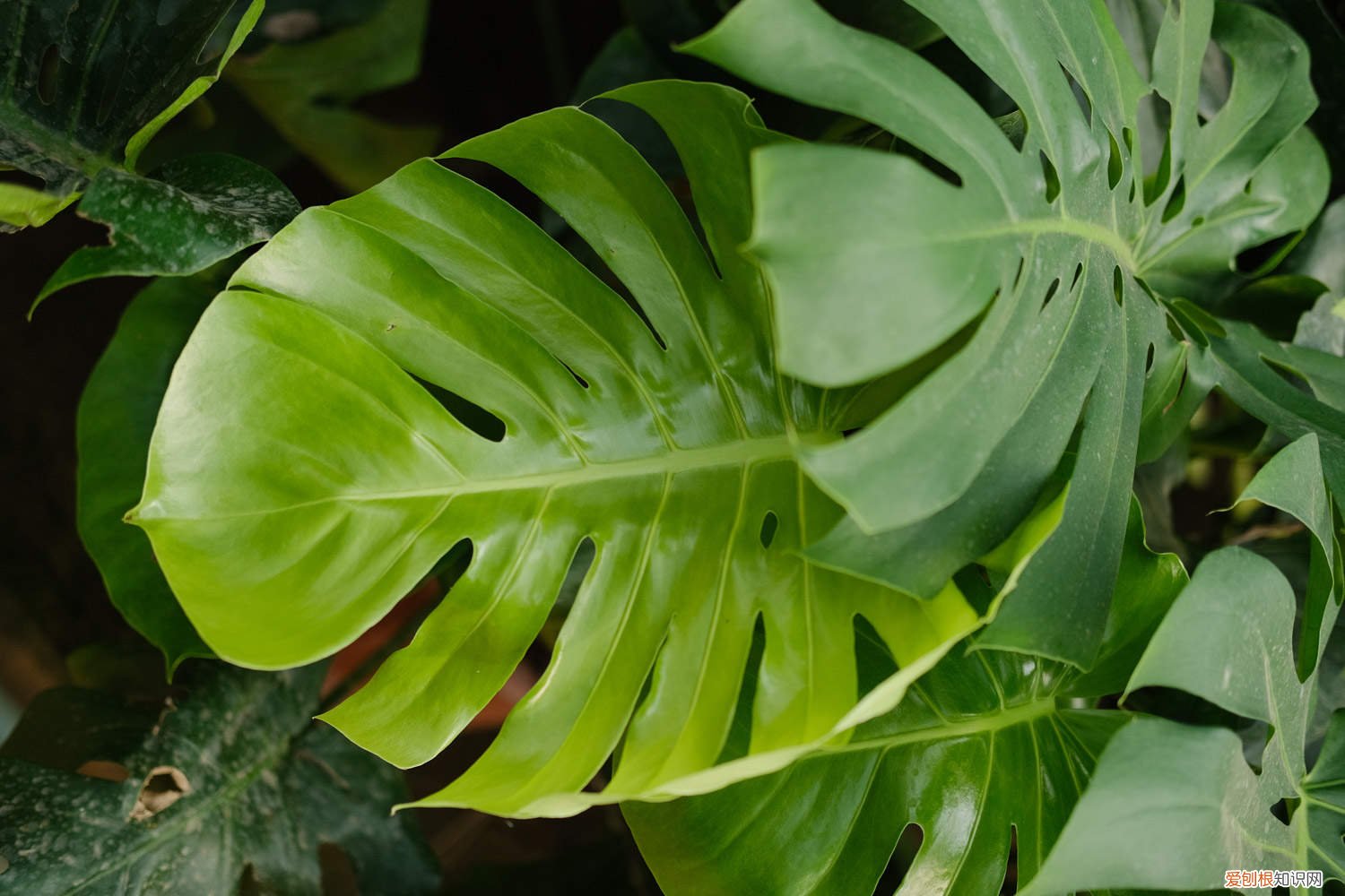 怎样才能让龟背竹长的茂盛叶大 怎么让龟背竹长得壮,多长叶子