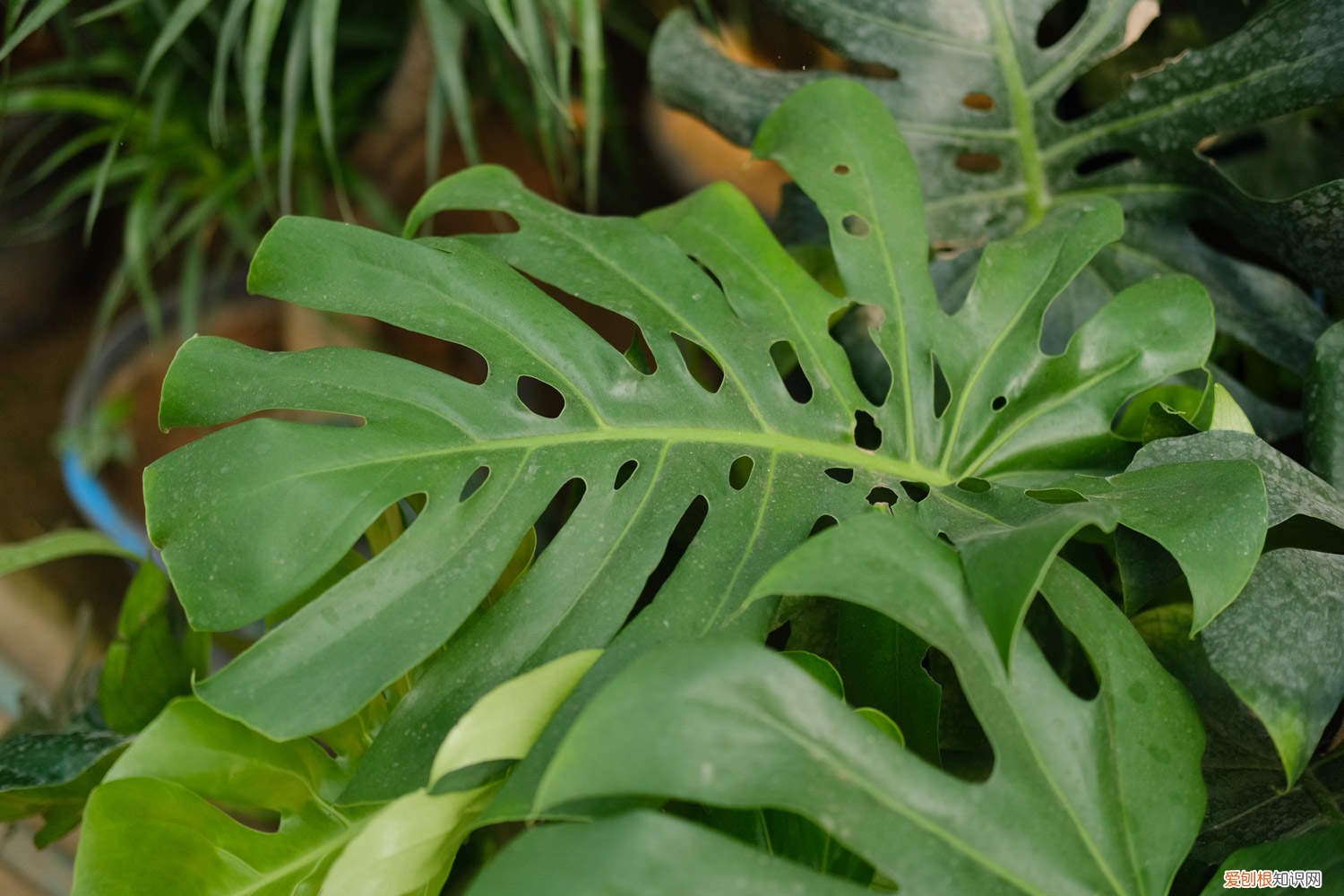 怎样才能让龟背竹长的茂盛叶大 怎么让龟背竹长得壮,多长叶子