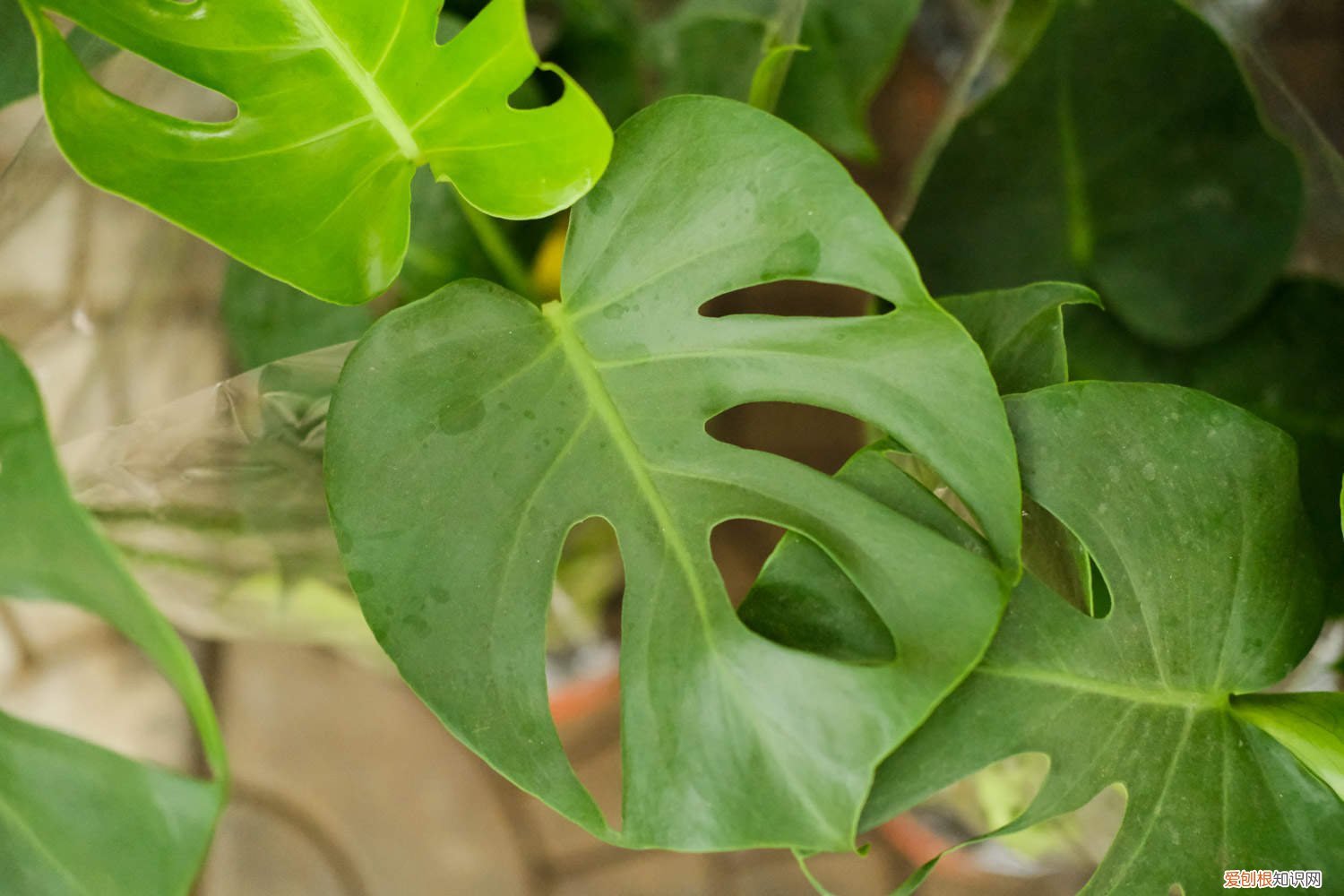 怎样才能让龟背竹长的茂盛叶大 怎么让龟背竹长得壮,多长叶子