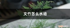 文竹怎样水培生根 文竹怎么水培，水培多久生根