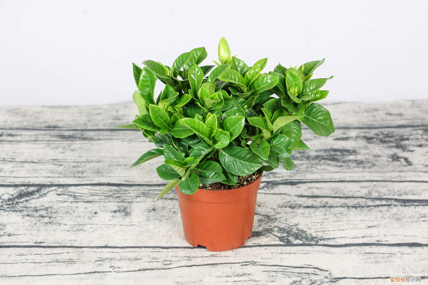 栀子花幼苗的养殖方法 栀子花小苗怎么养，定植后怎么养护