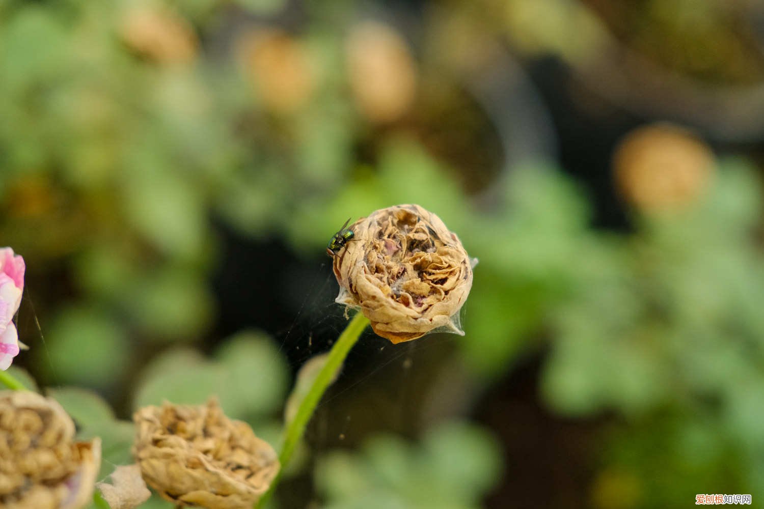 月季如何培育小苗 月季小苗怎么养，如何养壮