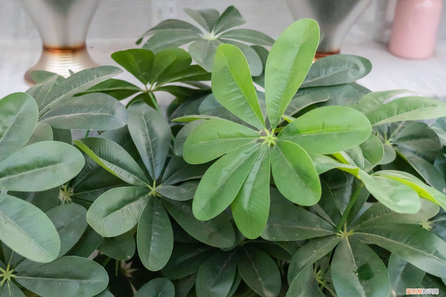 鸭掌木可水培吗? 鸭掌木怎么水培，水培还是土培好