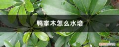 鸭掌木可水培吗? 鸭掌木怎么水培，水培还是土培好