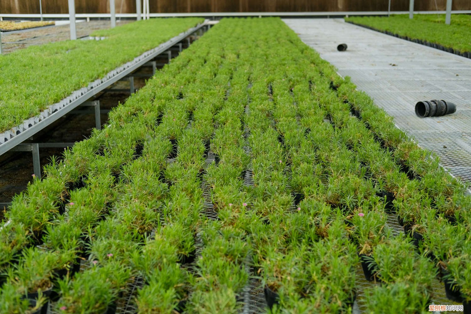 石竹怎么修剪,什么时候修剪最好 石竹怎么修剪，什么时候修剪