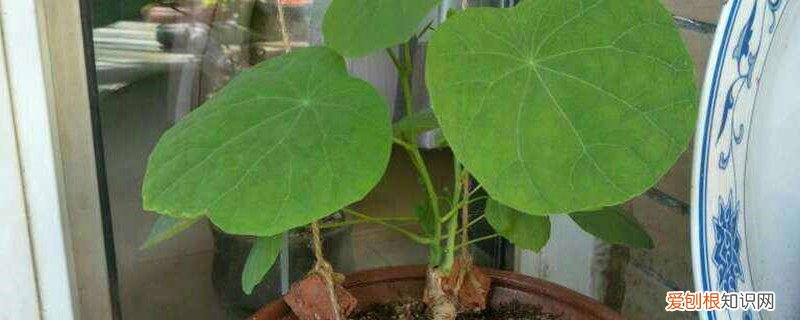 山乌龟的养殖方法与繁殖方法 山乌龟怎么养，怎么繁殖