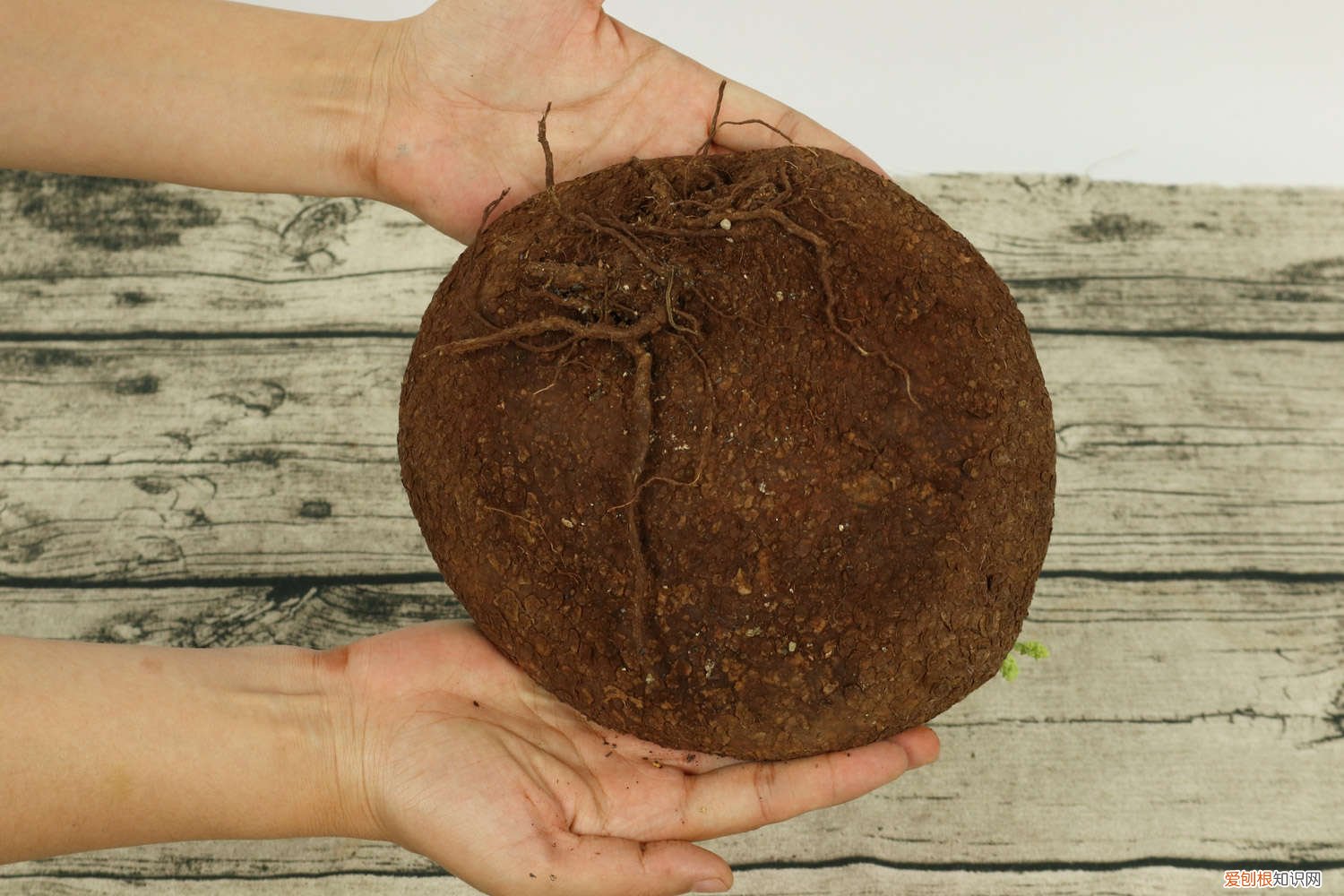 山乌龟的养殖方法与繁殖方法 山乌龟怎么养，怎么繁殖