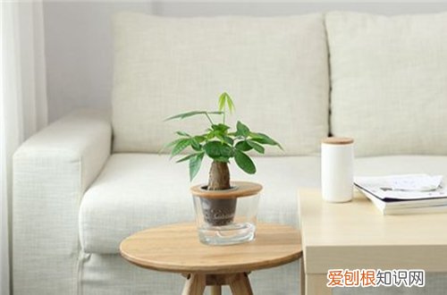 发财树插枝水培注意事项 发财树插枝水培方法？发财树如何水培插枝