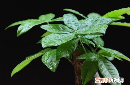 发财树插枝水培注意事项 发财树插枝水培方法？发财树如何水培插枝