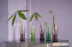 发财树插枝水培注意事项 发财树插枝水培方法？发财树如何水培插枝