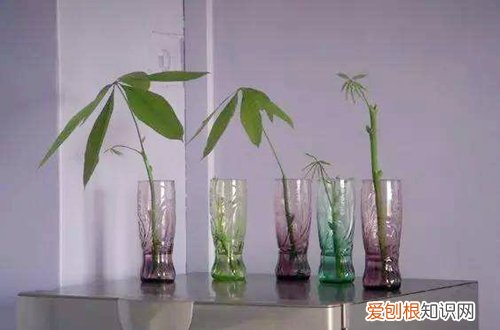 发财树插枝水培注意事项 发财树插枝水培方法？发财树如何水培插枝