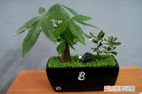 发财树插枝水培注意事项 发财树插枝水培方法？发财树如何水培插枝