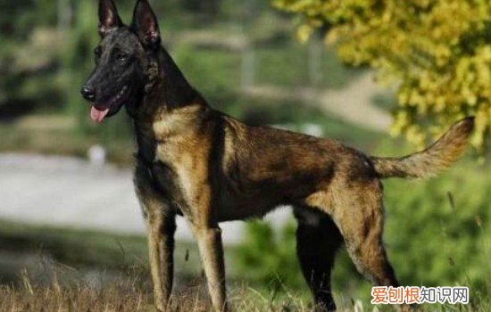 马犬寿命多长 马犬寿命