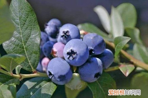 阳台栽蓝莓用什么盆 如何在阳台上养蓝莓，需要注意什么？什么时候修枝？需要施什么肥
