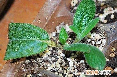 图 白香岩怎么养 白香岩的养殖方法和注意事项