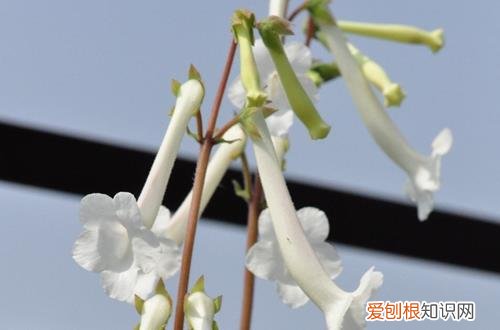 图 白香岩怎么养 白香岩的养殖方法和注意事项