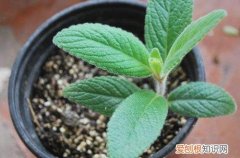 图 白香岩怎么养 白香岩的养殖方法和注意事项