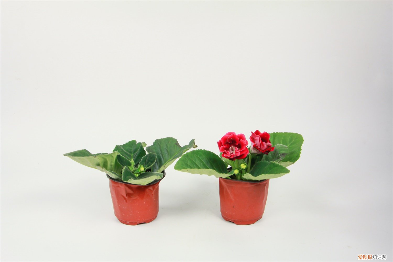 大岩桐不开花怎么回事,怎么催花